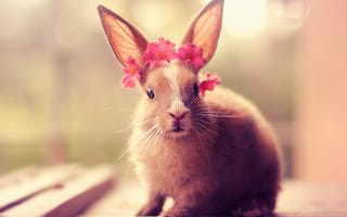 Картинка животное, кролик, венок, цветы, доски