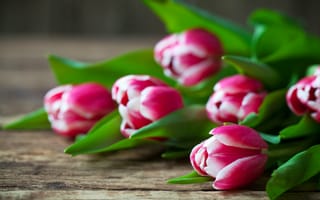 Картинка цветы, доски, тюльпаны