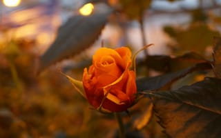 Картинка Цветы, Роза, Бутон