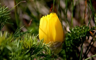 Картинка цветок, жёлтый, стародубка