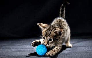Картинка животное, котёнок, игра, шарик, игрушка