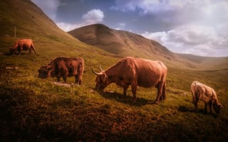 Картинка Холмы, Шотландия, Пастбище, Крупный рогатый скот
