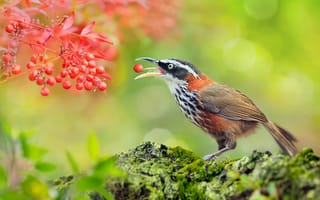 Картинка природа, листья, птица, Тайвань, ягоды