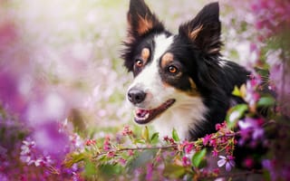 Картинка животное, голова, ветка, весна, цветы, взгляд, пёс, собака