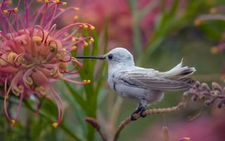 Картинка птица, колибри, цветы, природа