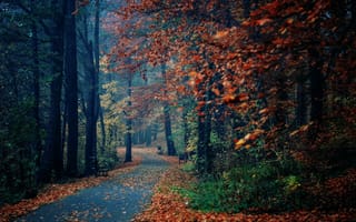 Картинка листья, деревья, дорога, осень, парк