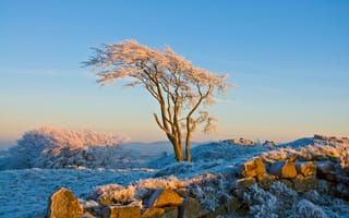Картинка природа, дерево, зима, иней, снег, небо, камни