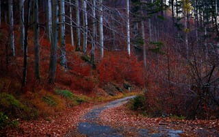 Картинка листья, осень, деревья, дорога, лес