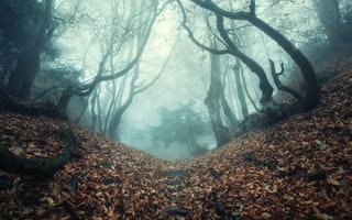 Картинка Осенний пейзаж, Деревья, Листья, Туман