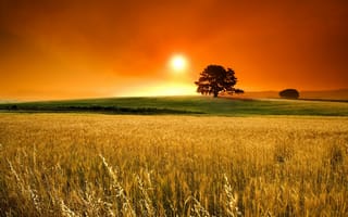 Картинка закат, горизонт, солнце, поле, деревья