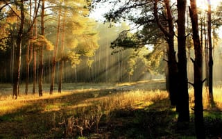 Картинка лес, свет, деревья, лучи, утро