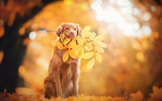Картинка Золотистый ретривер, 4K, Golden Retriever, собаки, парк, осень