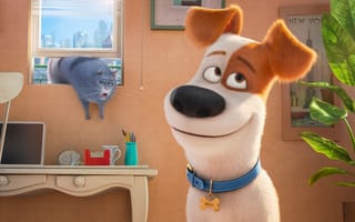 Картинка Тайная жизнь домашних животных, 2016, комедия, мультфильм, The Secret Life of Pets