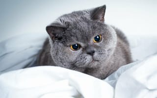 Картинка серый кот, милые животные, коты, Шотландский вислоухий кот