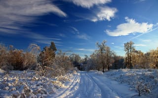Картинка лес, снег, зима, дорога, деревья