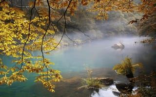 Картинка вода, осень, туман, природа, деревья