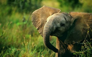 Картинка слоненок, слоны, слоненя, маленький слоник, Африка, дикая природа