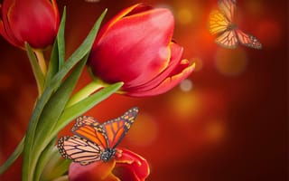 Картинка цветы, бабочки, тюльпаны, боке