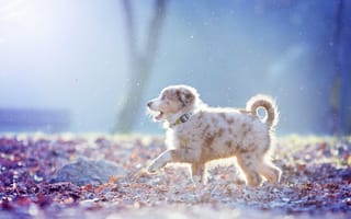 Картинка природа, собака, пёс, щенок, овчарка, листья, прогулка, снег
