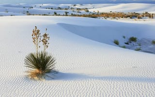 Картинка природа, кустарники, песок, белый, пустыня