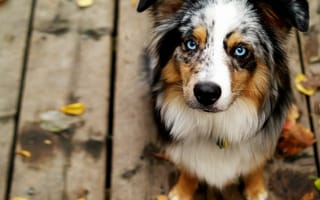 Картинка Австралийская овчарка, собаки, голубые глаза, милые животные