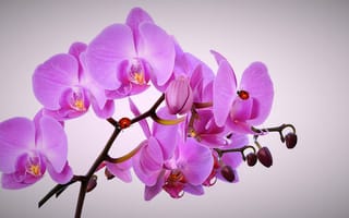 Картинка орхидея, тропические цветы, тропічні квіти, рожева орхідея, орхідея, розовая орхидея