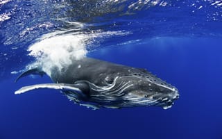 Обои Тонга, Humpback Whale, Полинезия, Polynesia, Pacific Ocean, Tonga, Горбатый кит, Тихий Океан