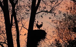 Картинка Закат, Italy, Two white storks, Ломбардия, Деревья, Дзерболо, Zerbolo, Два белых аиста