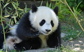 Картинка панда, берегите панд, лес, милый медвежонок, дикая природа, бамбук, мишка