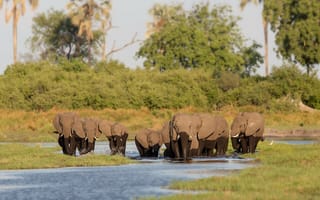 Картинка Слоны, дикая природа, стадо слонов, водопой, Африка