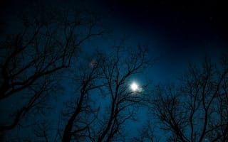 Картинка Ночь, Деревья, Звёзды