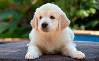 Картинка щенок лабрадора, собаки, ретривер, милые собаки, маленький белый щенок