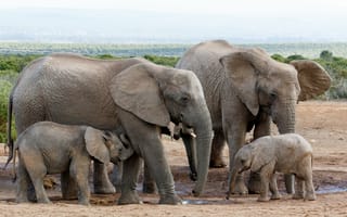 Обои семья слонов, маленький слоненок, дикая природа, водопой, Африка, слоны, озеро