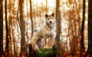 Картинка Акита-ину, осень, забавные животные, лес, собаки, песик