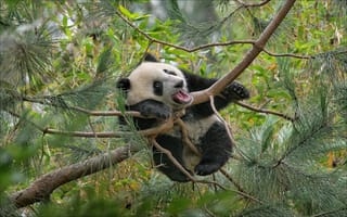 Картинка панда, зоопарк, забавные медведи, висящая панда, дерево