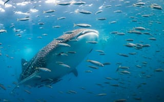 Картинка Океан, Rhincodon typus, Китовая акула