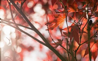 Картинка Осень, Листья, Деревья, Парк