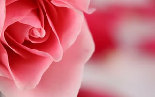 Обои роза, macro, flower, цветок, pink, цвет, лепестки, розовый, petals, макро, color, rose
