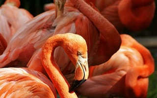 Картинка птицы, природа, фламинго