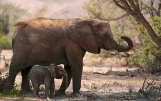 Картинка животные, слоны, природа, слонёнок, детёныш, слониха
