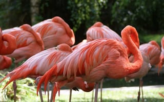 Картинка природа, фламинго, птицы