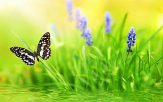Картинка природа, лето, бабочка, цветы, трава, вода