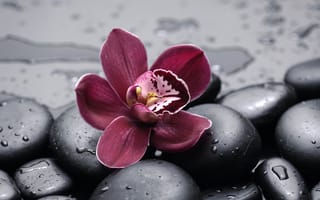 Картинка цветок, капли, камни, орхидея, вода