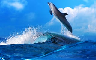 Обои животное, природа, море, прыжок, волна, дельфин, небо, брызги, вода