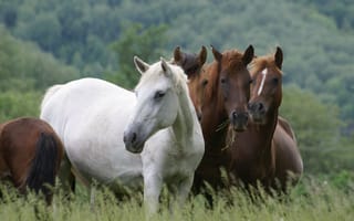 Картинка животные, трава, лето, лошади, кони, природа