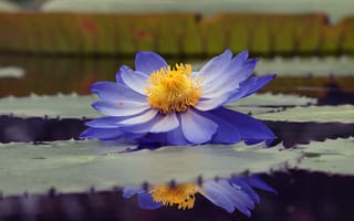 Картинка природа, лилия, листья, цветок, озеро, лотос, вода