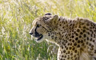 Картинка хищник, cheetah, профиль, гепард, дикая кошка, predator, wildcat, морда, profile, muzzle, light, свет