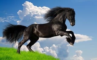 Картинка животное, конь, трава, природа, небо