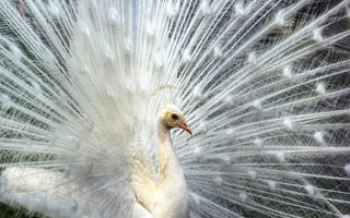 Картинка птица, хвост, перья, альбинос, павлин