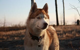 Картинка хаски, тундра, husky, dog, собаки, tundra